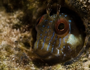 Seaweed Blenny about 15 meters from the beach in about 8 ... by John Roach 